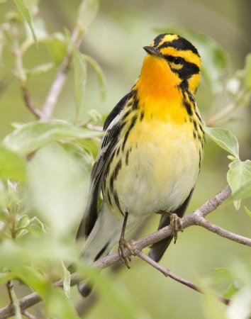 Photo (10): Blackburnian Warbler