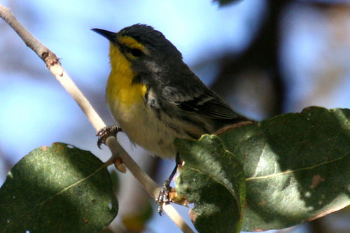 Photo (11): Grace's Warbler