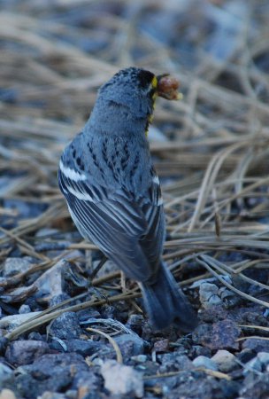 Photo (12): Grace's Warbler