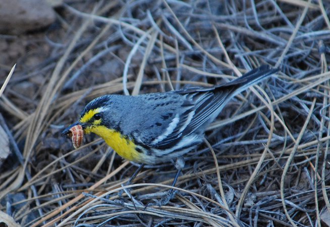 Photo (8): Grace's Warbler