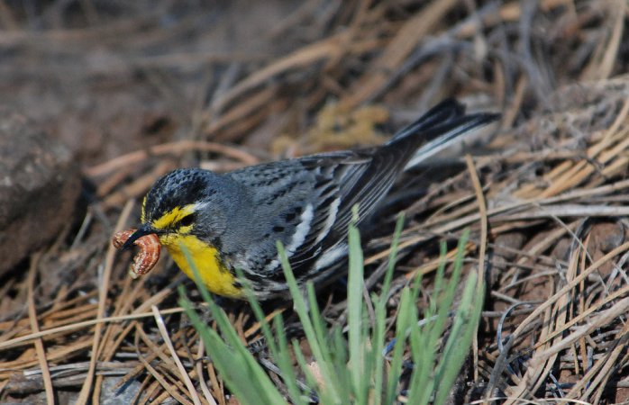 Photo (6): Grace's Warbler
