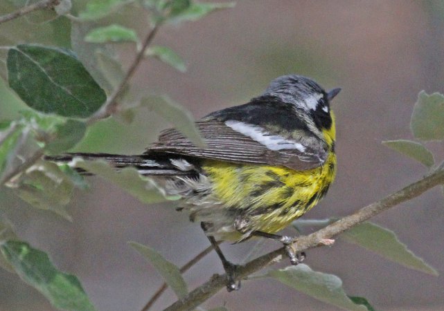 Photo (15): Magnolia Warbler