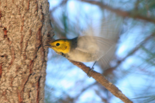 Photo (7): Hermit Warbler