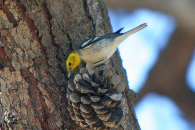 Photo (5): Hermit Warbler