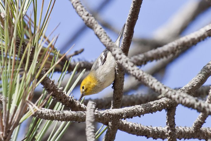 Photo (6): Hermit Warbler