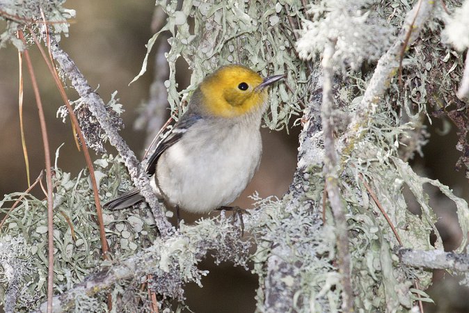 Photo (10): Hermit Warbler