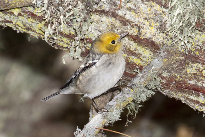 Photo (12): Hermit Warbler