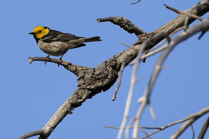 Photo (4): Hermit Warbler