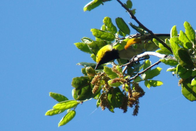 Photo (8): Hermit Warbler