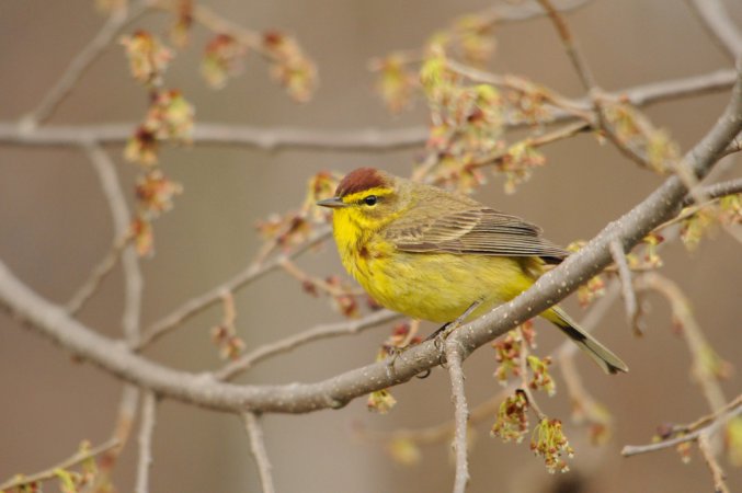 Photo (4): Palm Warbler