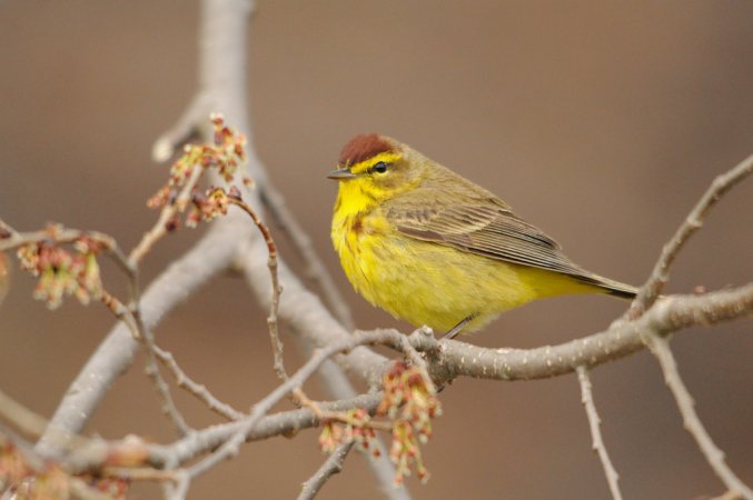 Photo (9): Palm Warbler