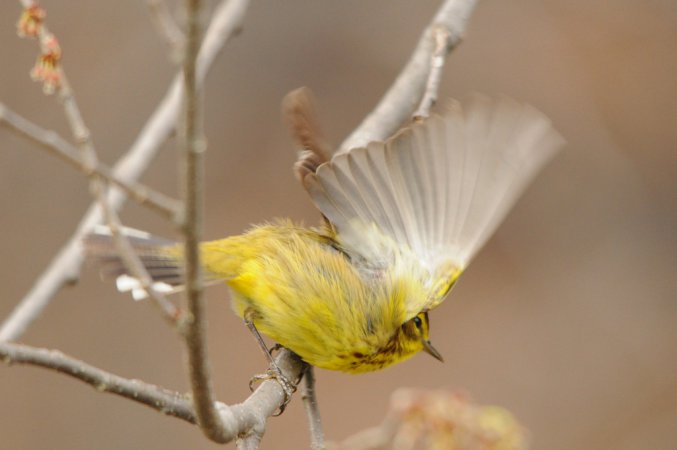 Photo (20): Palm Warbler