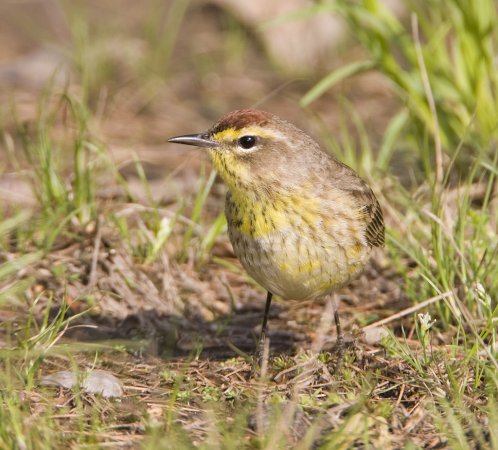 Photo (10): Palm Warbler