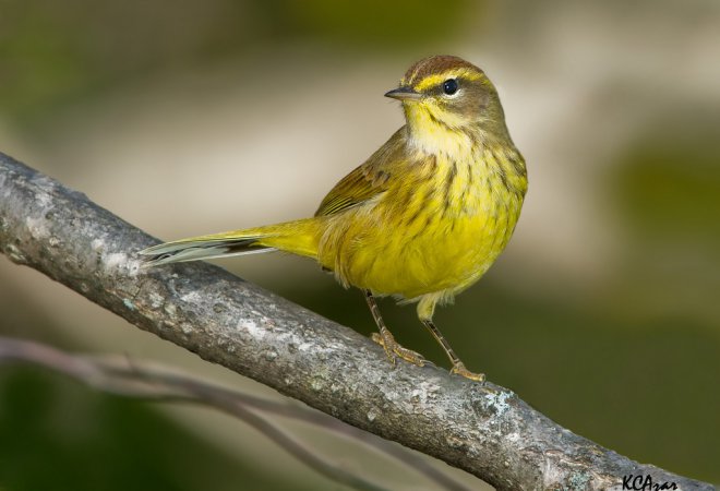 Photo (3): Palm Warbler