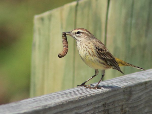 Photo (14): Palm Warbler