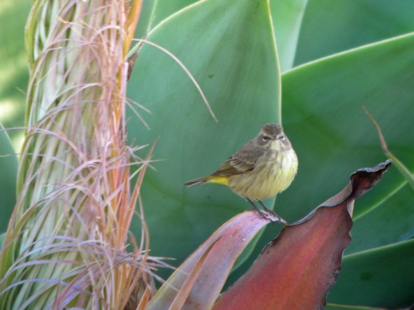 Photo (25): Palm Warbler