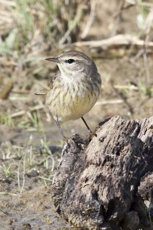 Photo (24): Palm Warbler