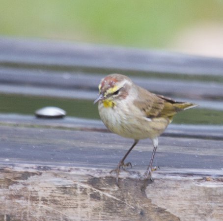 Photo (26): Palm Warbler