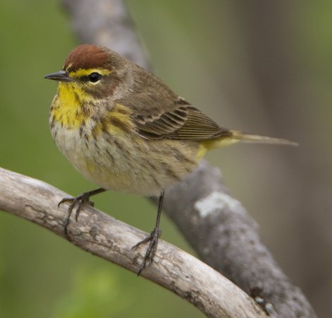 Photo (1): Palm Warbler