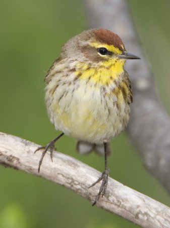 Photo (7): Palm Warbler