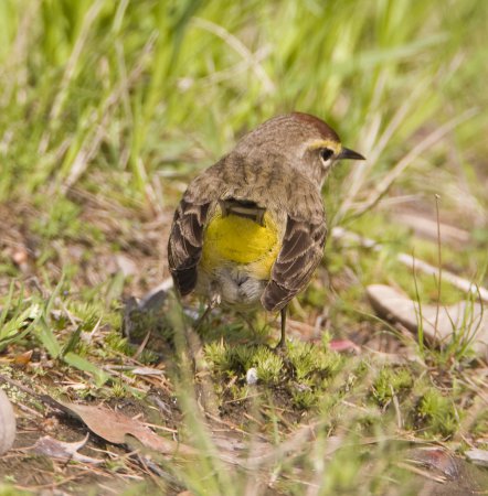 Photo (13): Palm Warbler