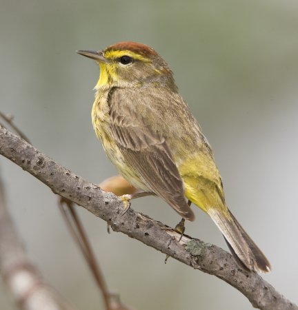 Photo (2): Palm Warbler