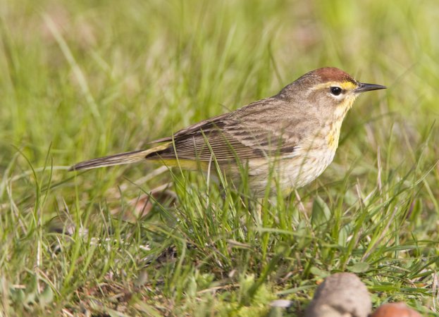 Photo (12): Palm Warbler
