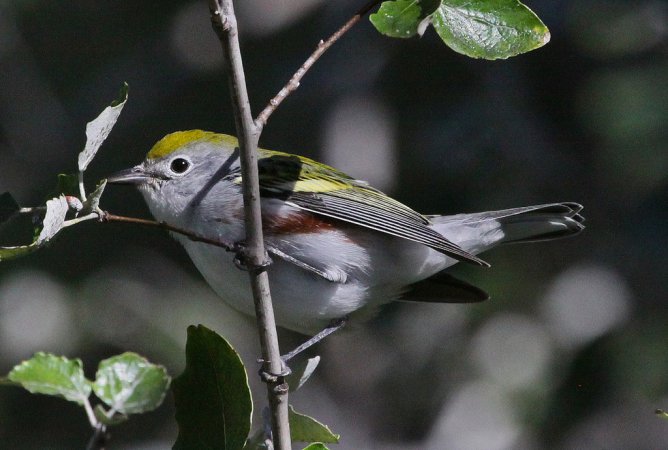 Photo (18): Chestnut-sided Warbler