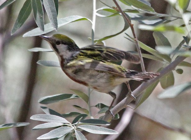 Photo (15): Chestnut-sided Warbler