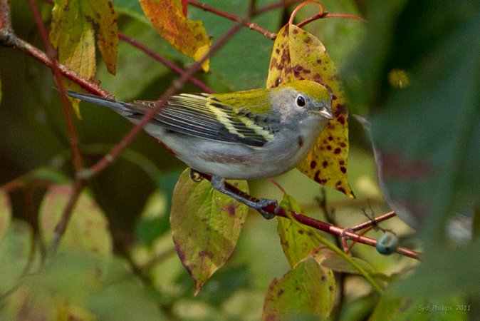 Photo (16): Chestnut-sided Warbler