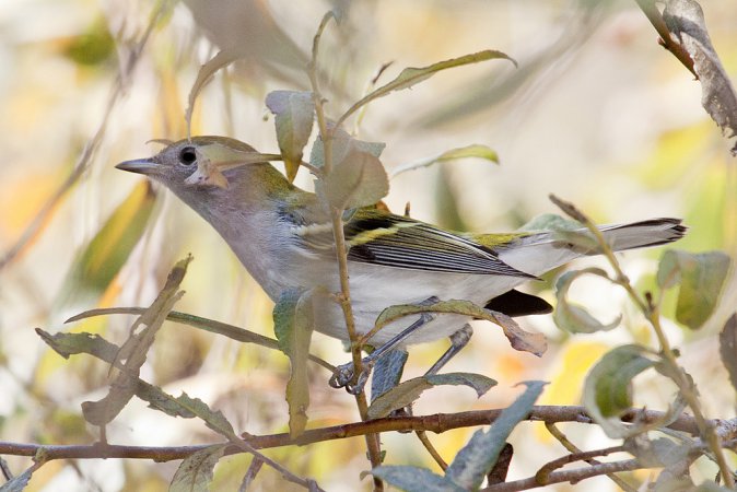 Photo (17): Chestnut-sided Warbler