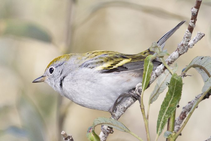 Photo (19): Chestnut-sided Warbler