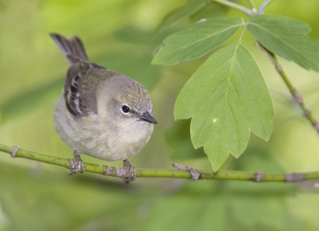 Photo (2): Pine Warbler
