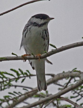 Photo (12): Blackpoll Warbler