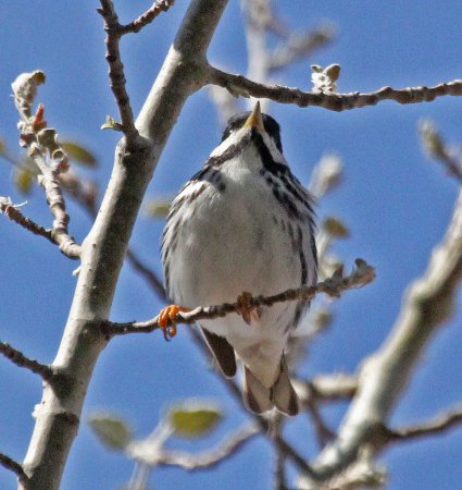 Photo (13): Blackpoll Warbler