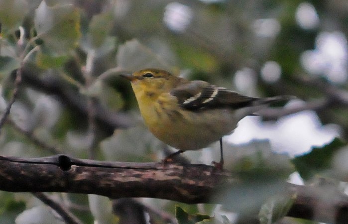 Photo (16): Blackpoll Warbler