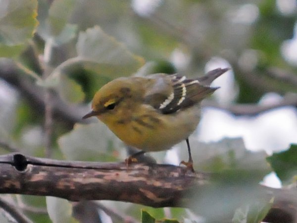 Photo (19): Blackpoll Warbler