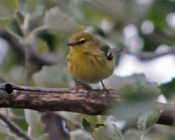 Photo (18): Blackpoll Warbler