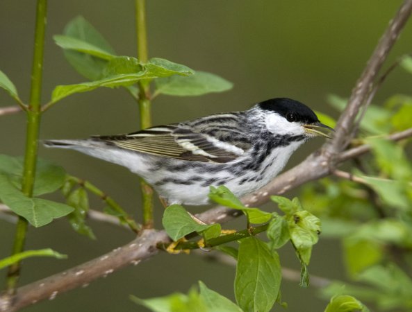 Photo (1): Blackpoll Warbler