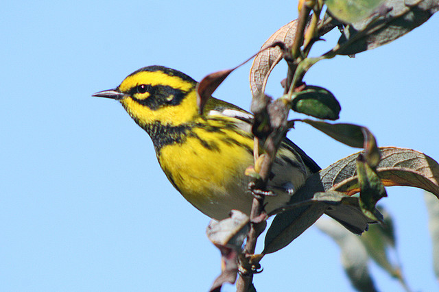 Photo (19): Townsend's Warbler