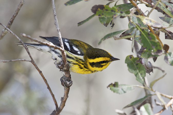 Photo (4): Townsend's Warbler