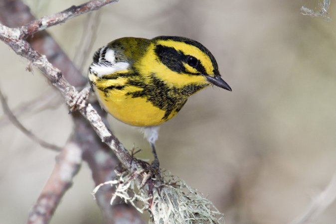 Photo (3): Townsend's Warbler