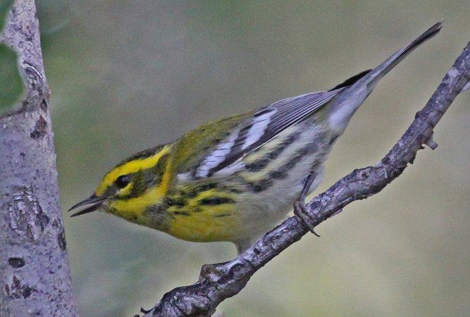 Photo (7): Townsend's Warbler