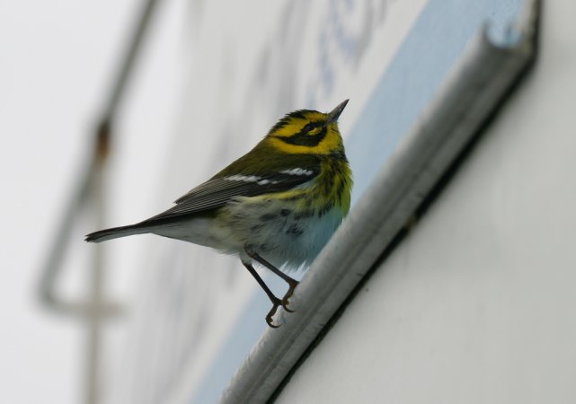 Photo (23): Townsend's Warbler
