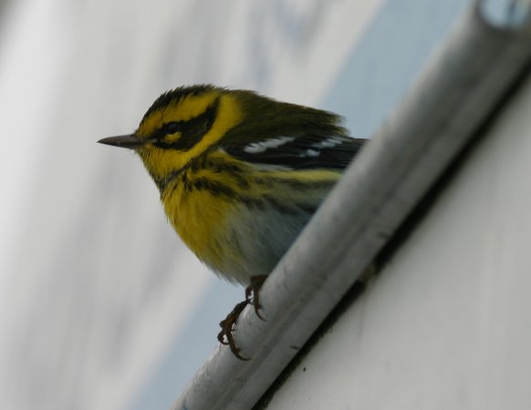 Photo (20): Townsend's Warbler