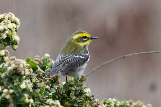 Photo (11): Townsend's Warbler