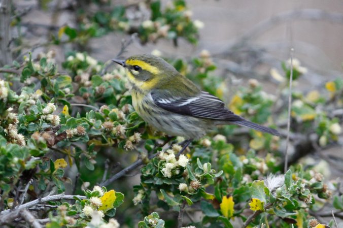 Photo (10): Townsend's Warbler