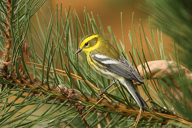 Photo (6): Townsend's Warbler