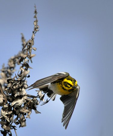 Photo (22): Townsend's Warbler