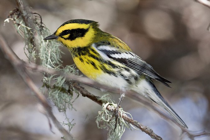Photo (1): Townsend's Warbler